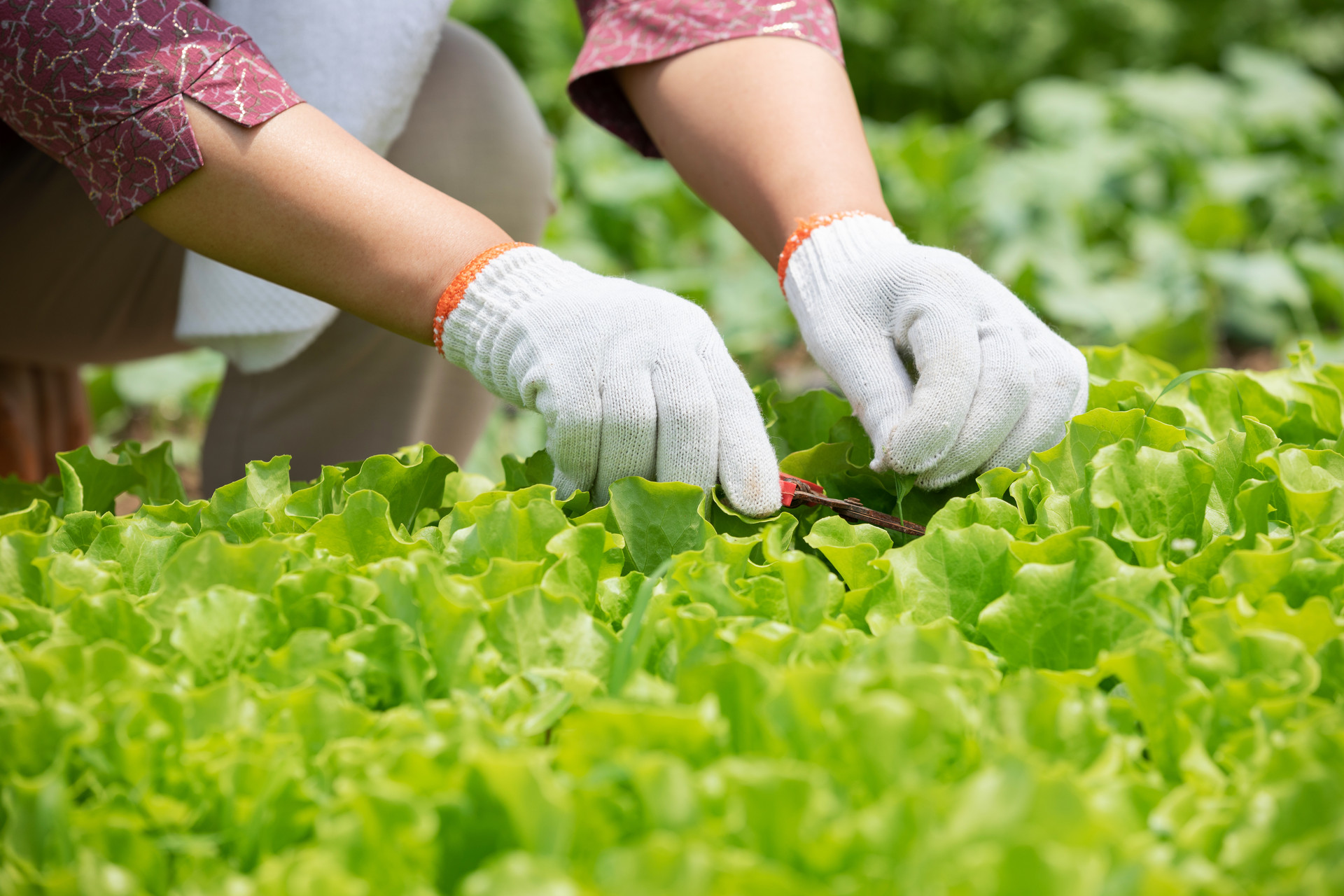 攝圖網_501621732_banner_農民蔬菜大棚采摘蔬菜（企業商用）.jpg