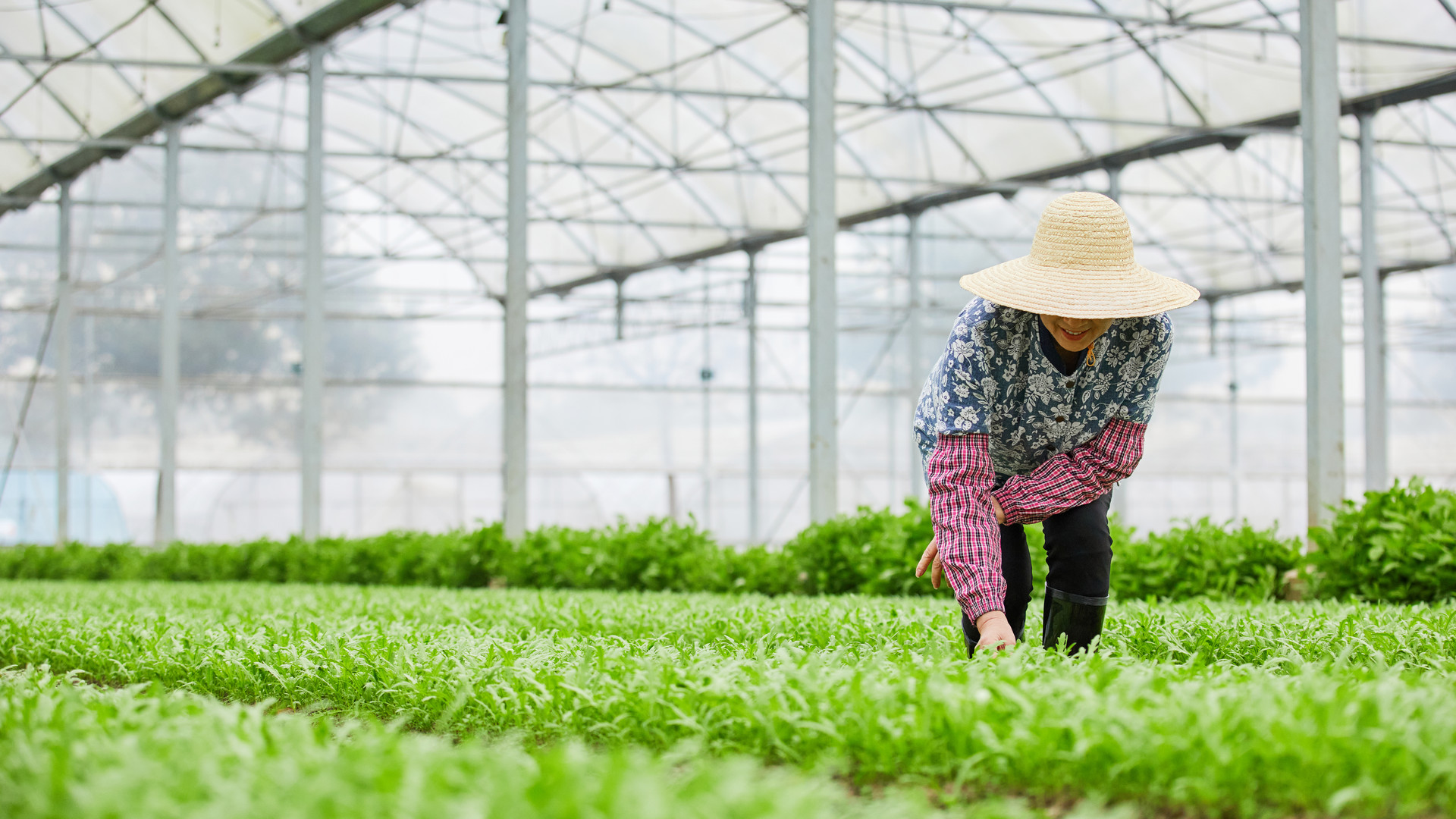 攝圖網_501735304_banner_茼蒿大棚除草的農民（企業商用）.jpg